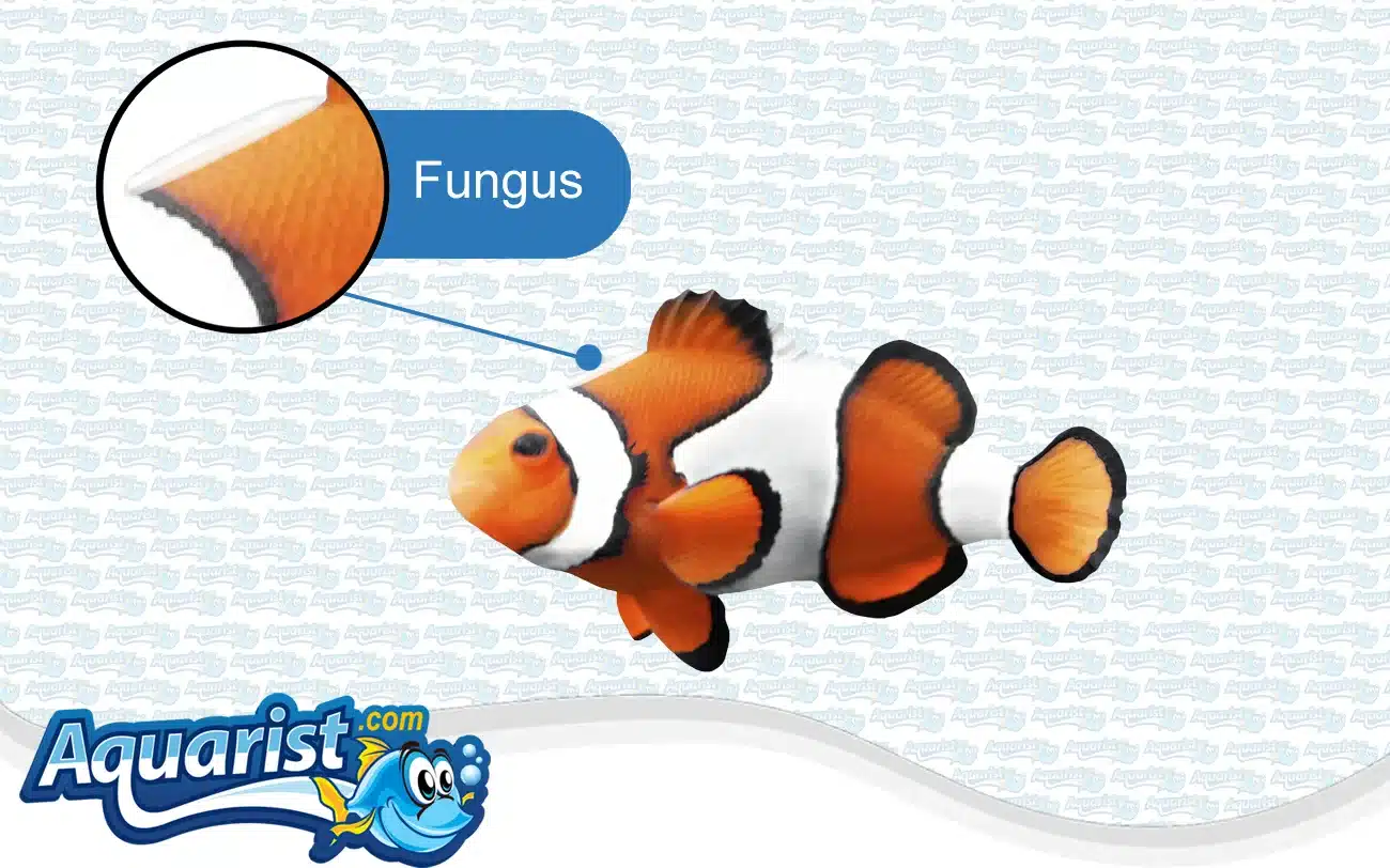 Fungus in a saltwater fish