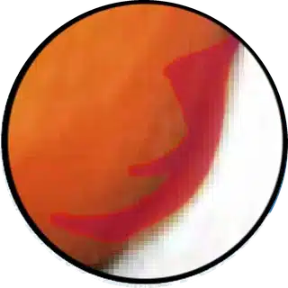Gill Flukes close-up