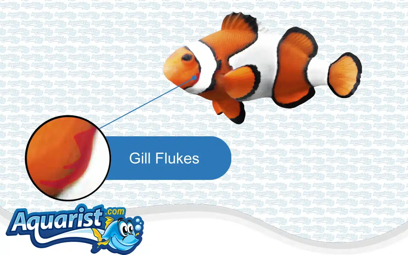 Gill Flukes in a saltwater fish