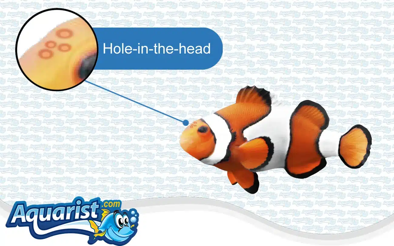 Hole-in-the-Head (HLLE) in a saltwater fish