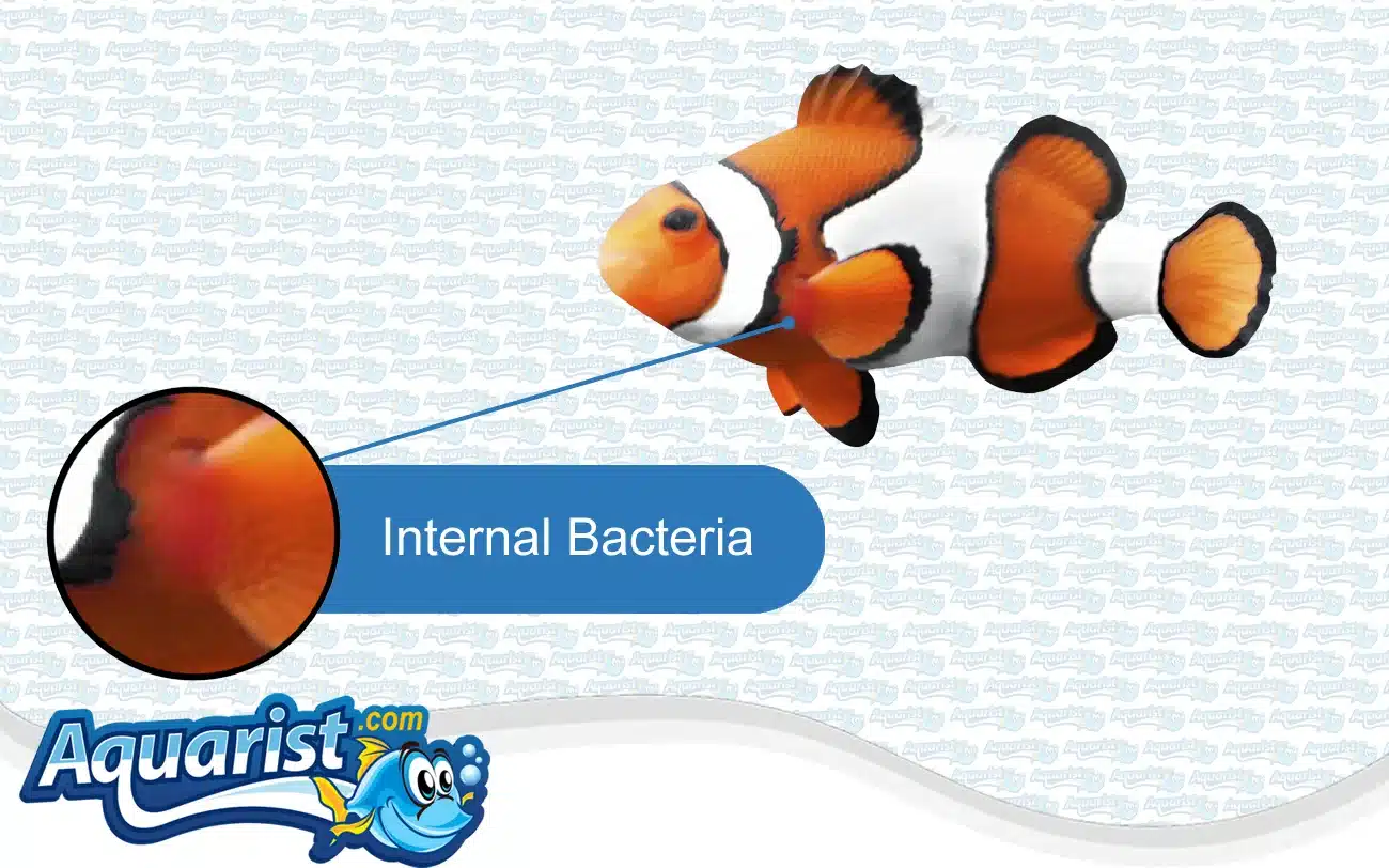 Internal Bacteria in a saltwater fish