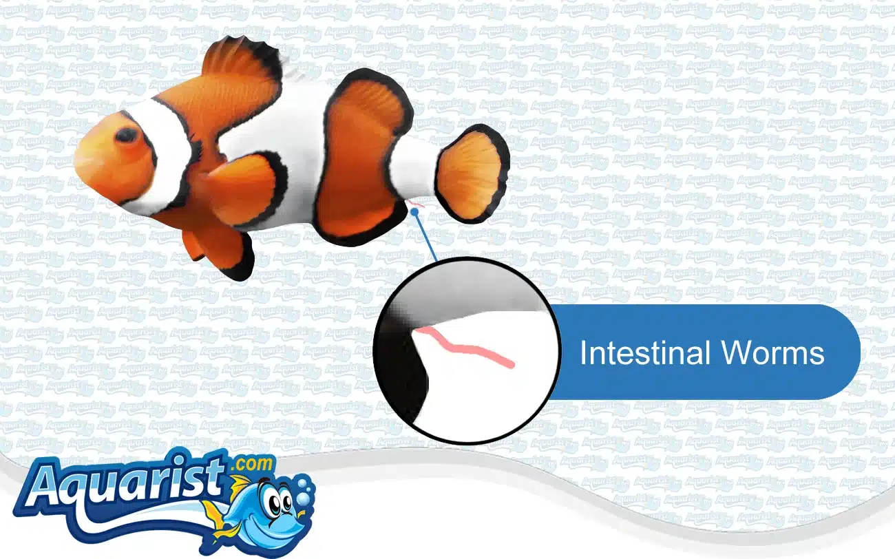 Intestinal Worms in a saltwater fish