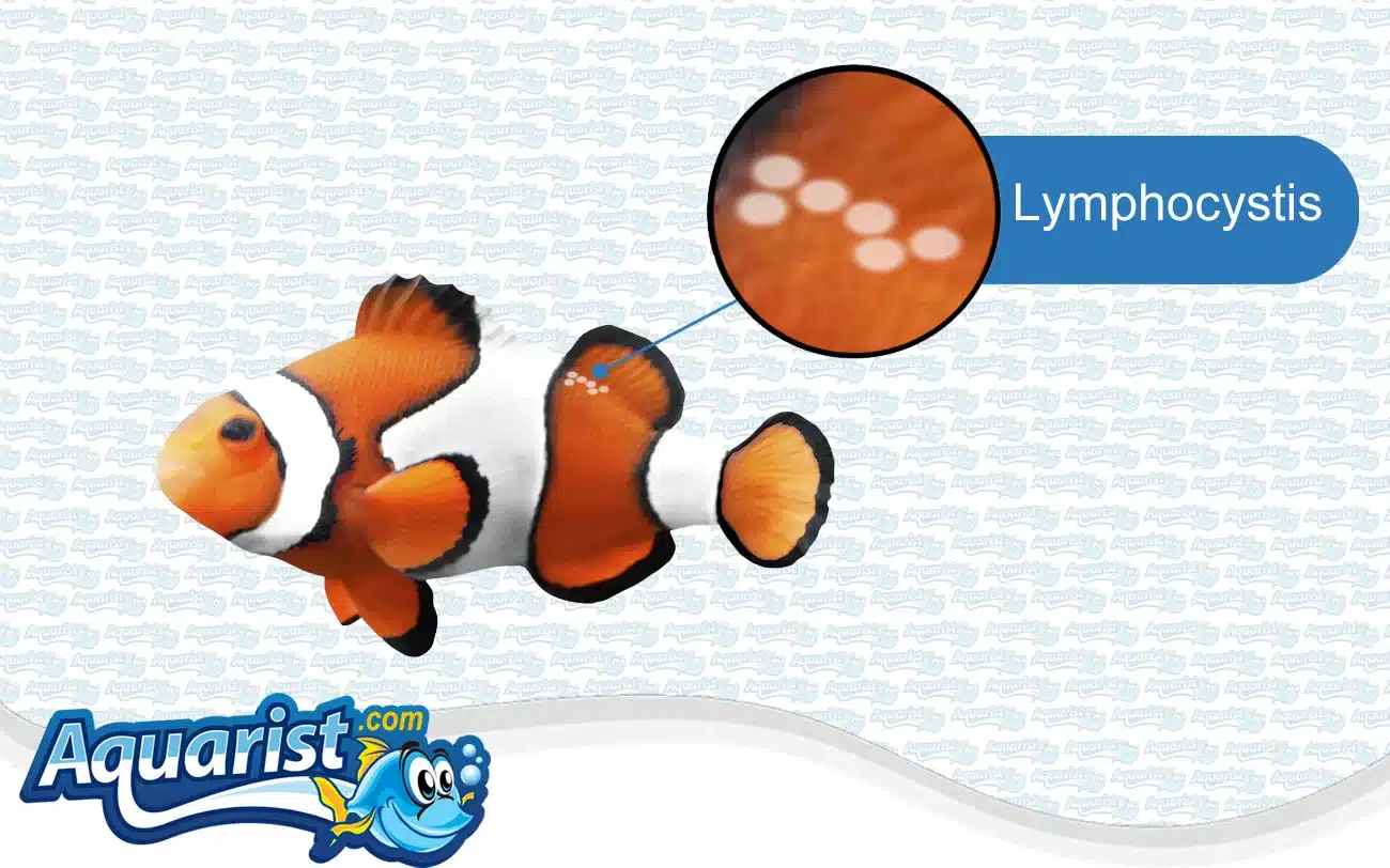 Lymphocystis in a saltwater fish