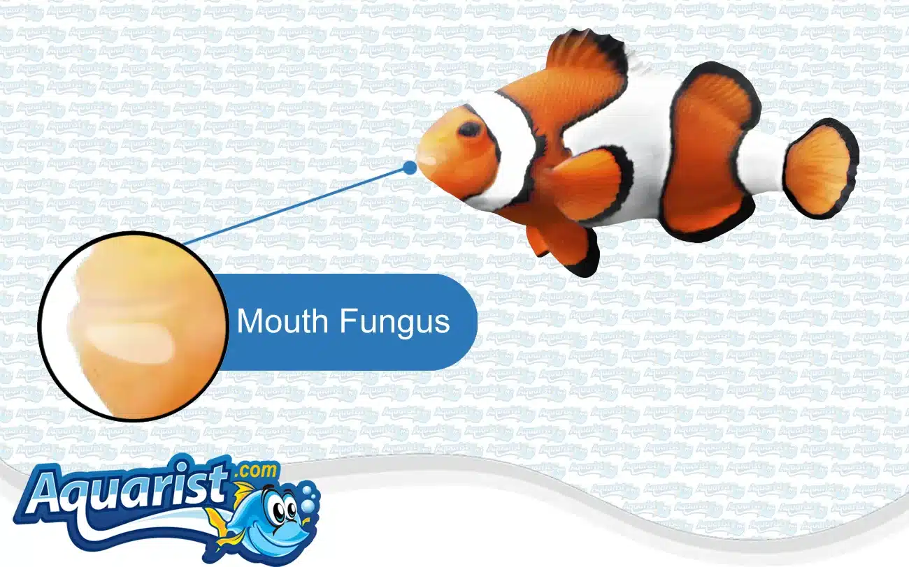 Mouth Fungus in a saltwater fish