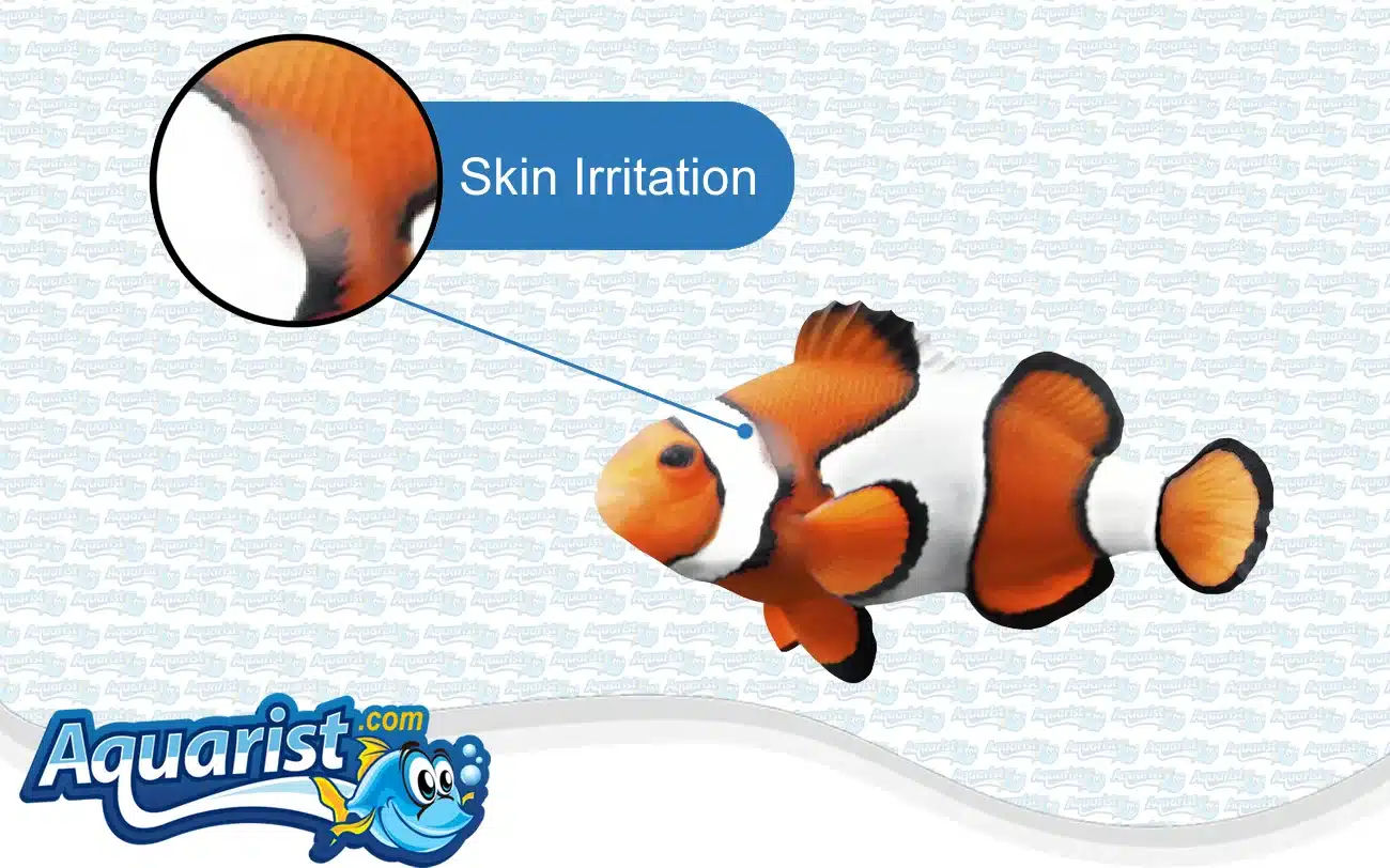 Skin Irritation in a saltwater fish