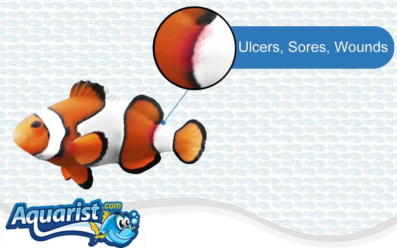 Ulcers, Sores and Wounds in a saltwater fish