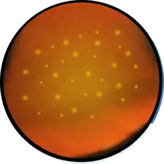Velvet (Oodinium) close-up