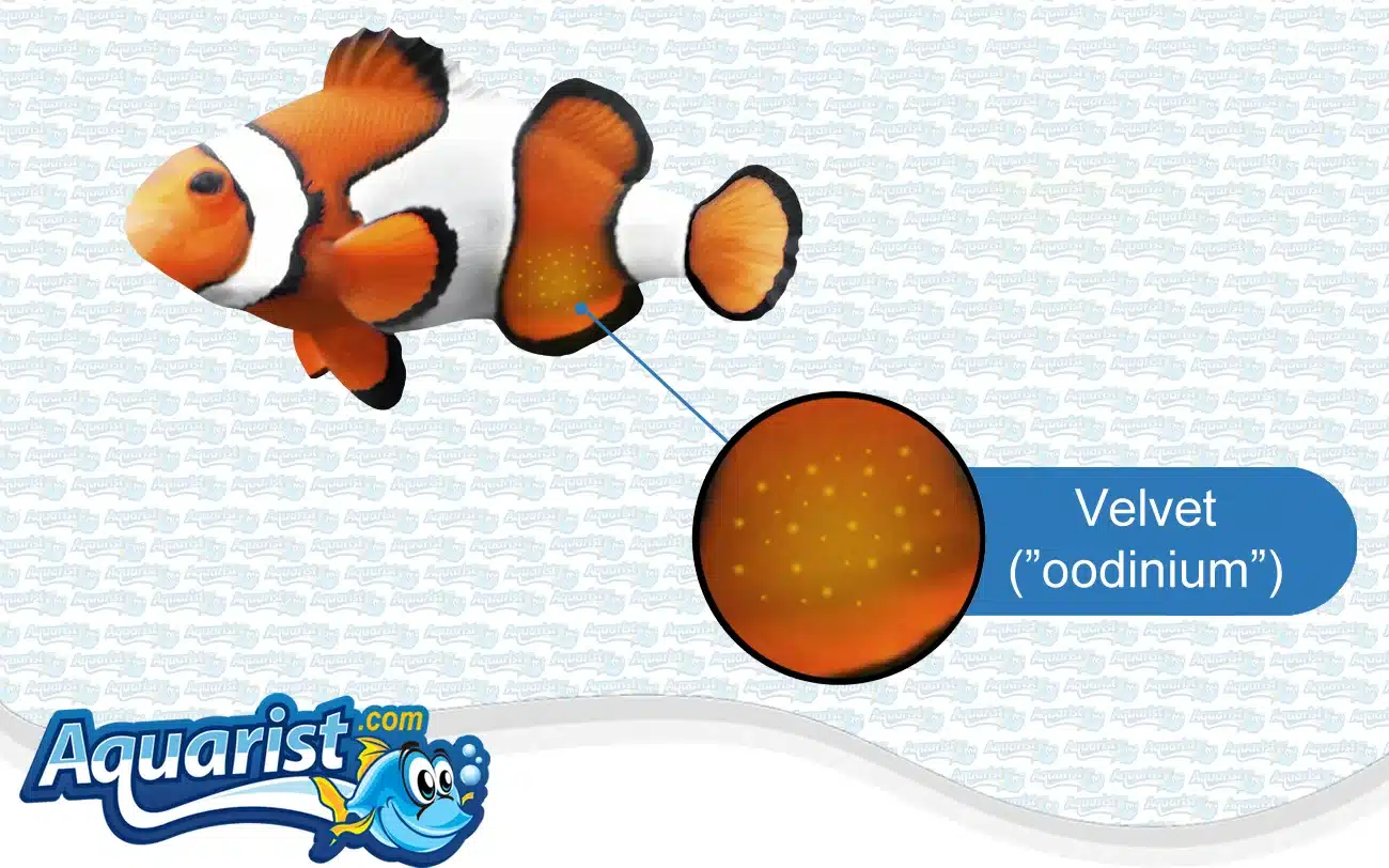 Velvet (Oodinium) in a saltwater fish