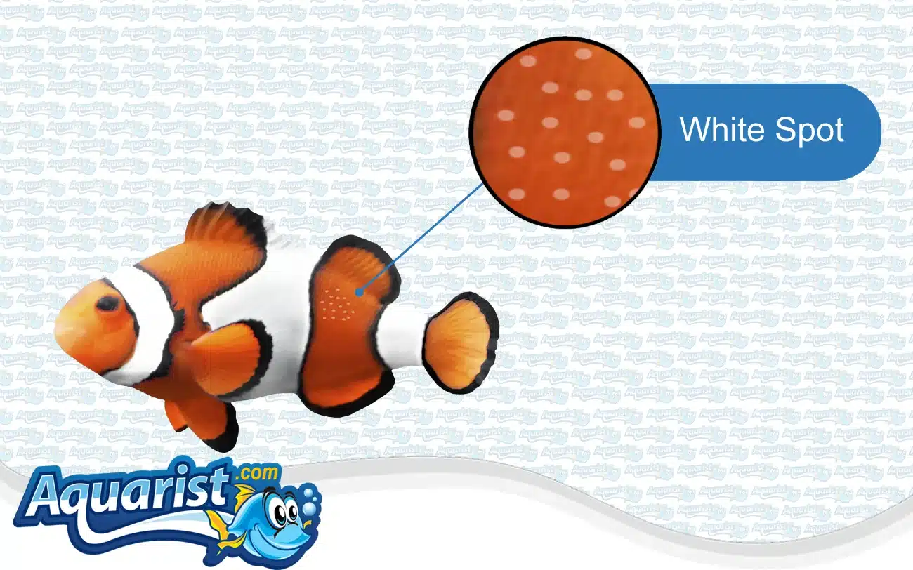 White Spot (Ich / Cryptocaryon) in a saltwater fish