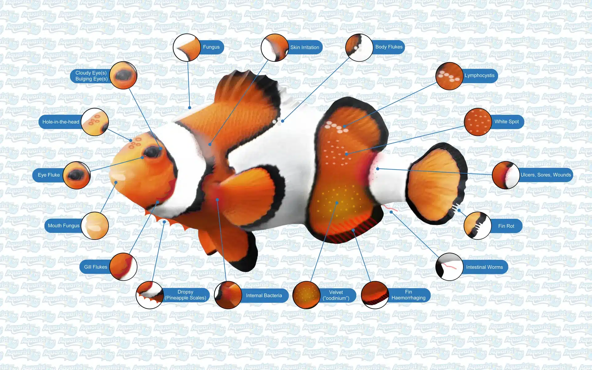 Saltwater fish diseases overview diagram showing where common diseases appear on a clownfish
