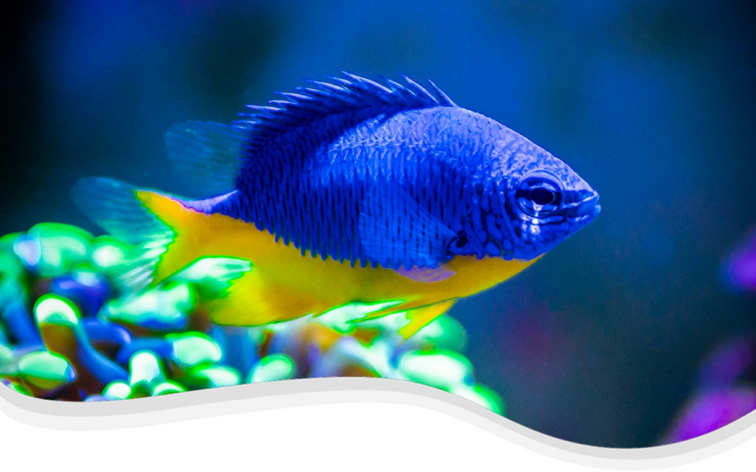 Azure Damselfish