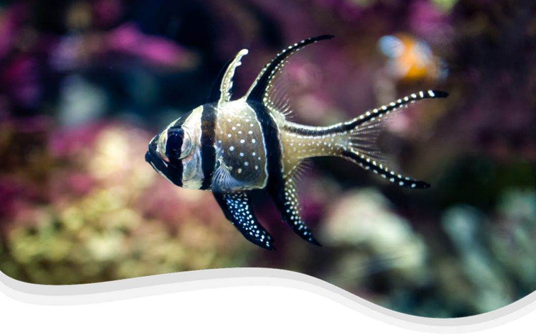 Banggai Cardinalfish