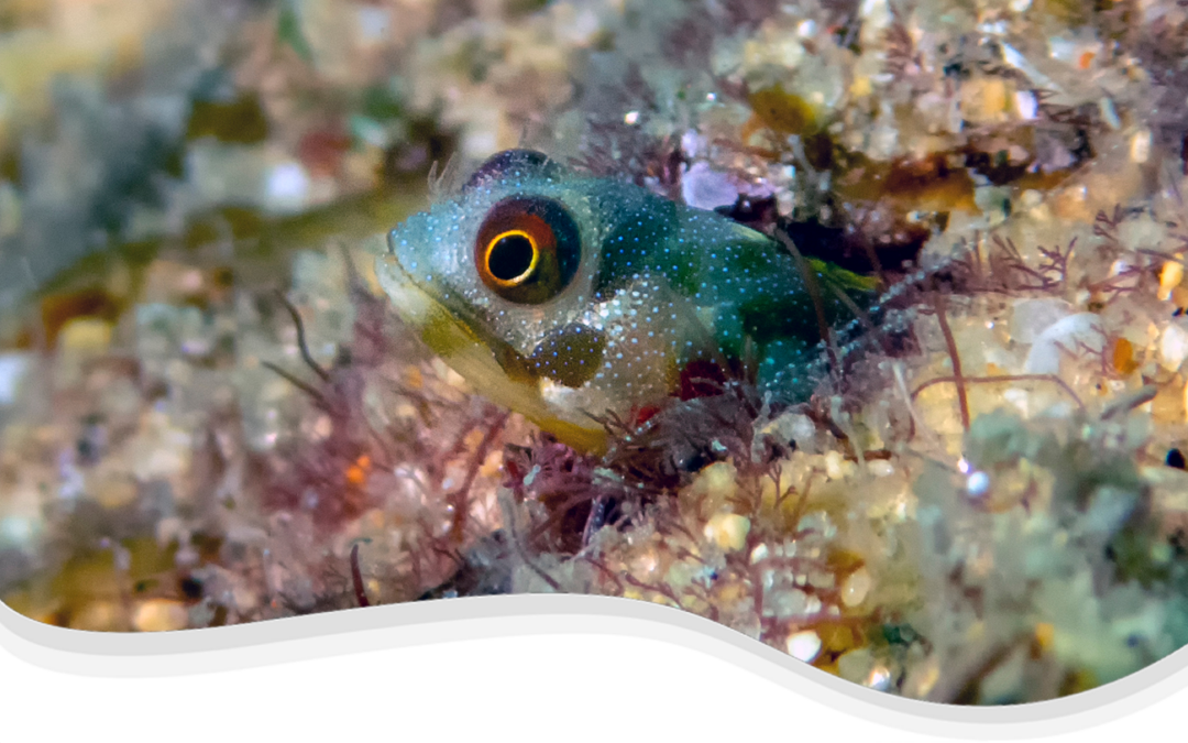 Barnacle Blenny