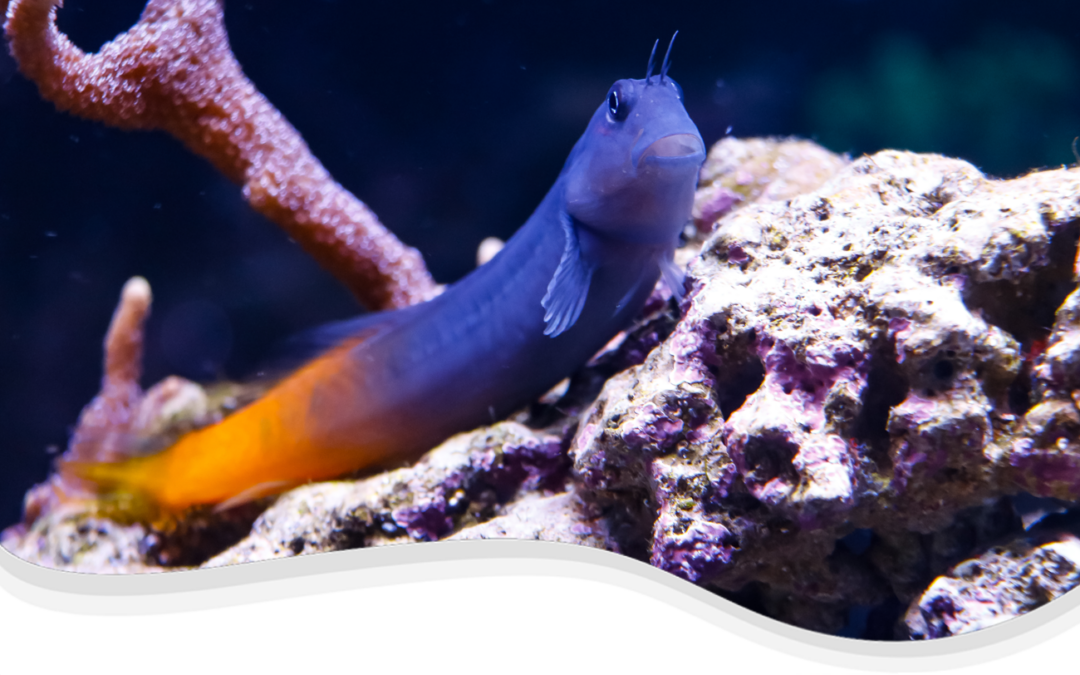 Bicolor Blenny