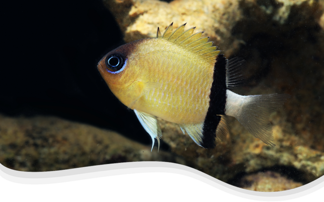 Blackbar Chromis