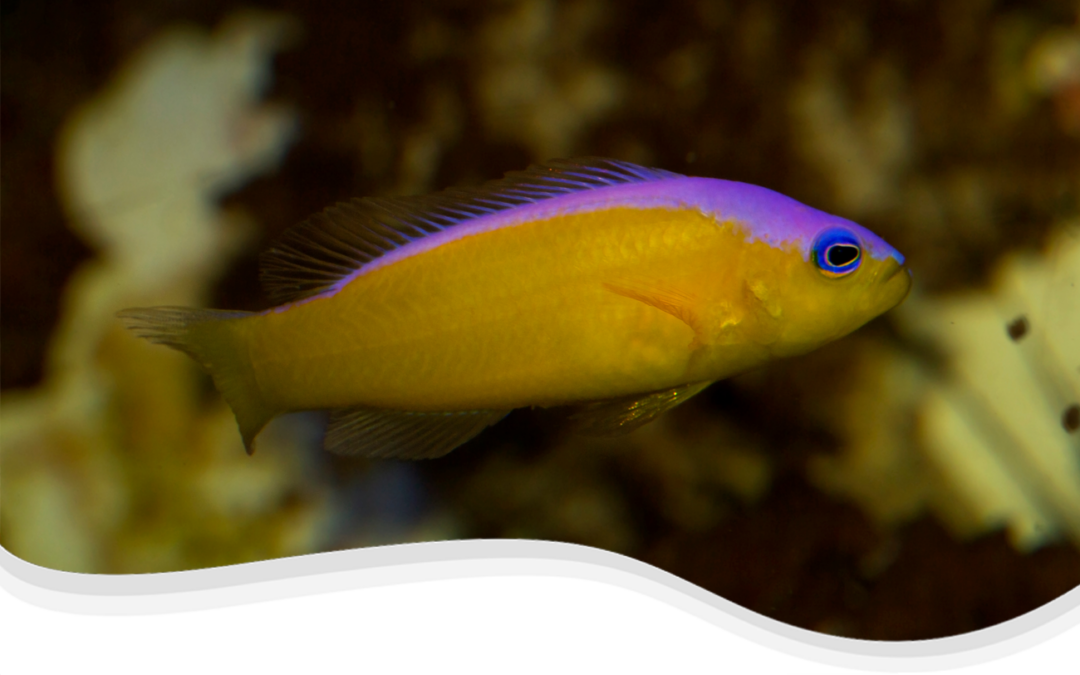 Diadema Dottyback