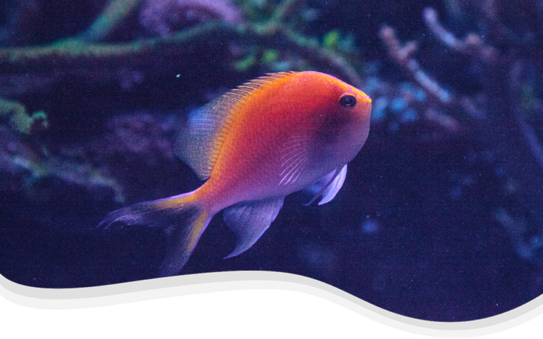 Fathead Anthias