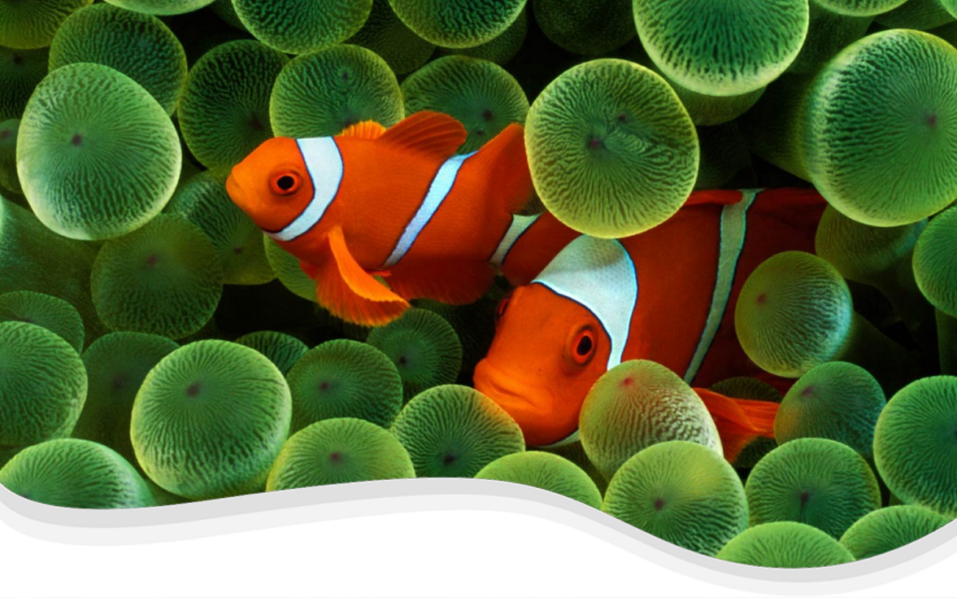 Clown Anemonefish