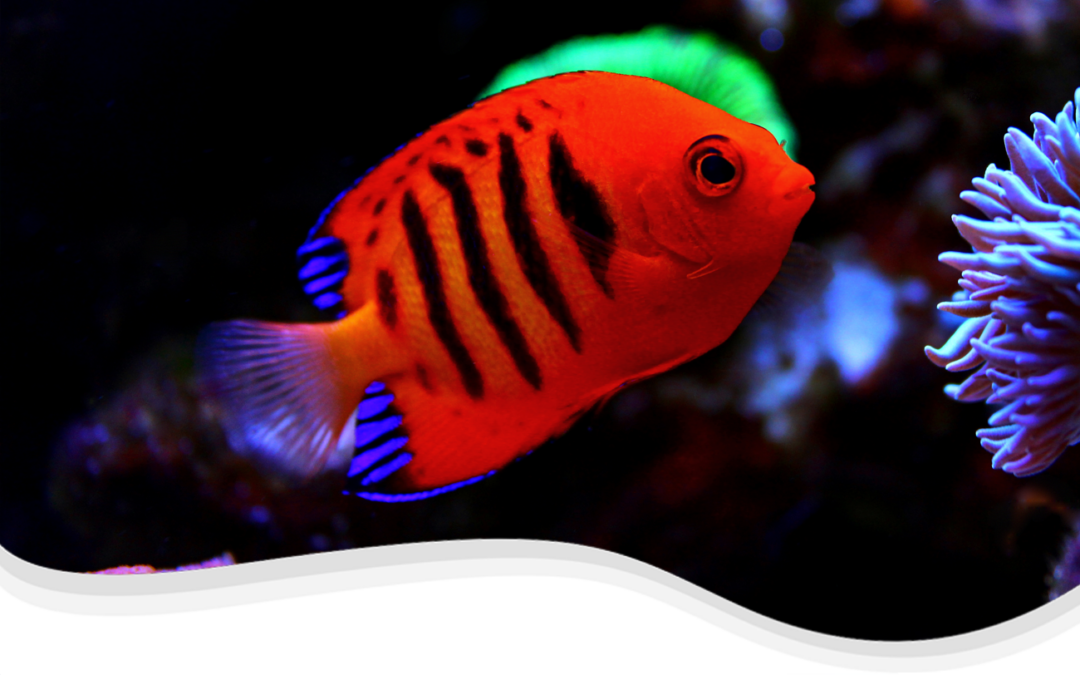 Flame Angelfish