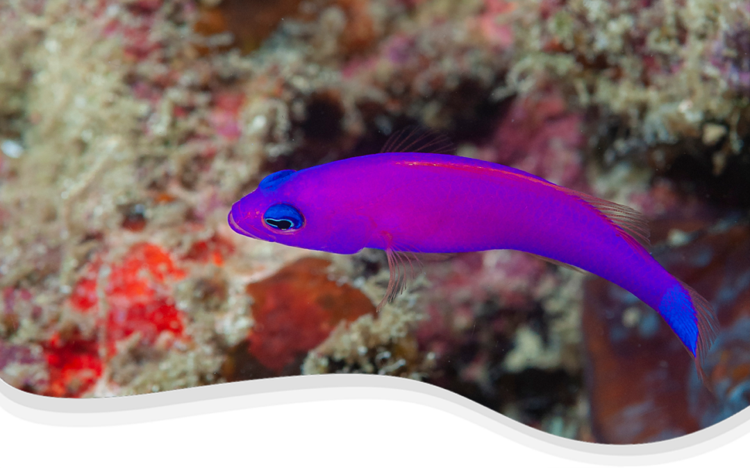 Magenta Dottyback