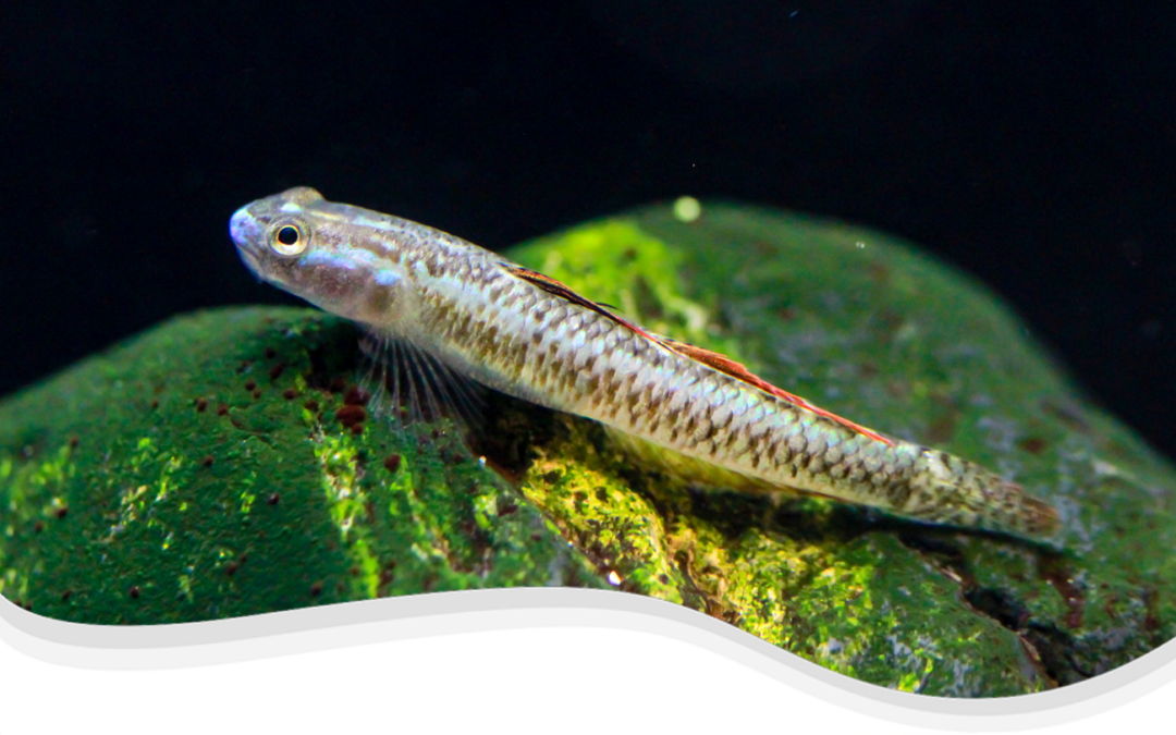 Neon Dwarf Goby