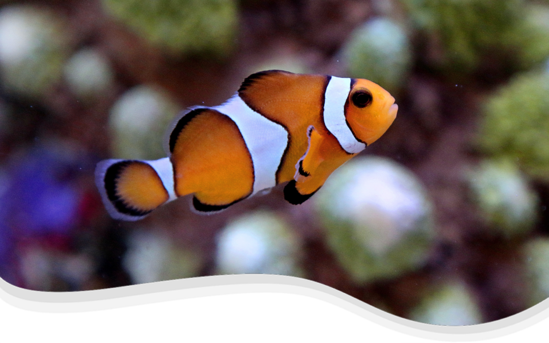 Percula Clownfish