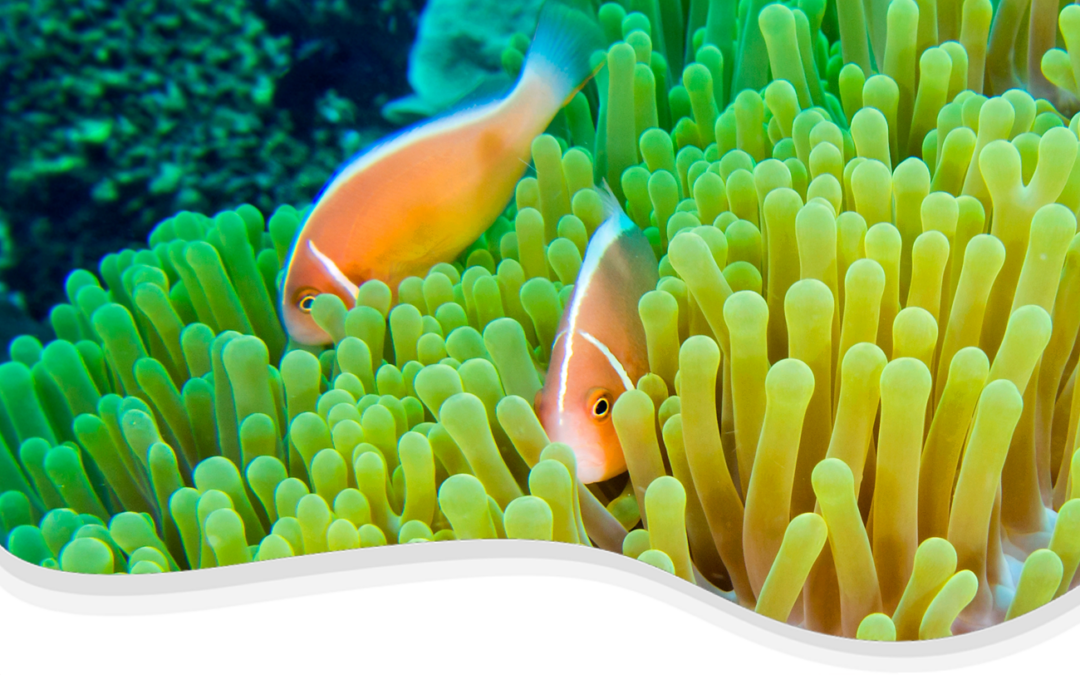 Pink Skunk Anemonefish