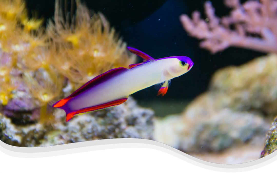 Purple Firefish