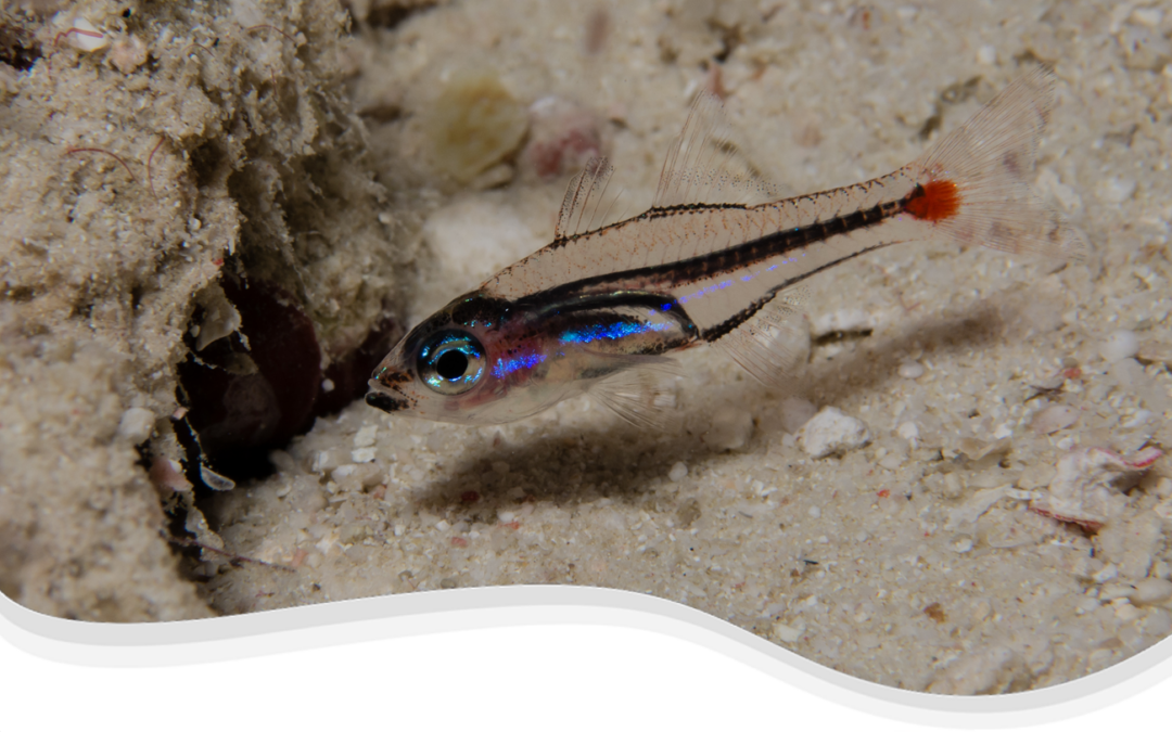 Redspot Cardinalfish