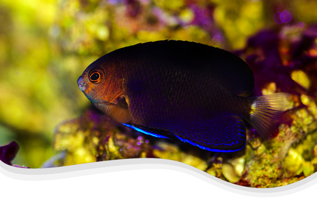 Whitetail Pygmy Angelfish