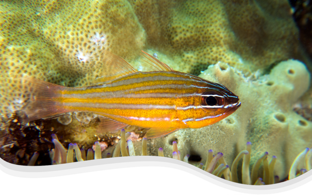 Yellowstripe Cardinalfish