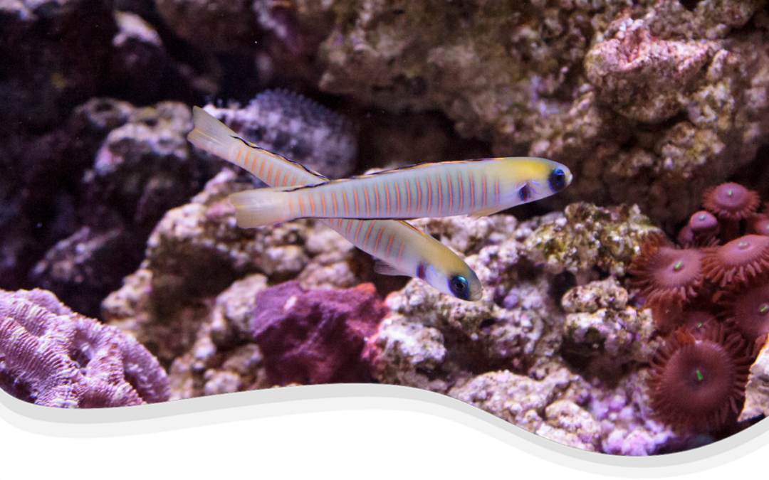 Zebra Dartfish